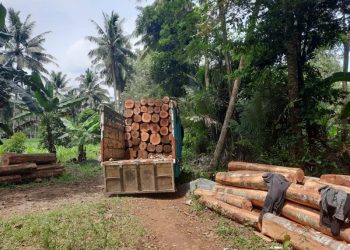 Lakukan Penebangan Hutan di Lampung Timur ‘Kepergok’ Polisi