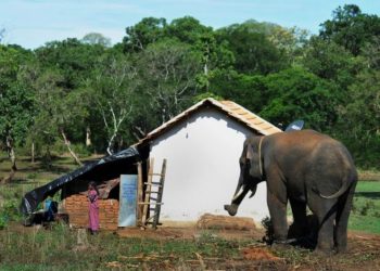 Cegah Konflik Gajah dan Manusia, PHR-RSF Bangun Pola Ruang dan Agroforestri