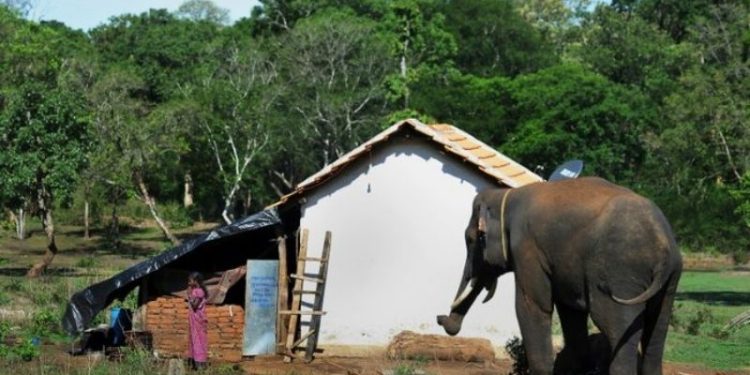 Cegah Konflik Gajah dan Manusia, PHR-RSF Bangun Pola Ruang dan Agroforestri