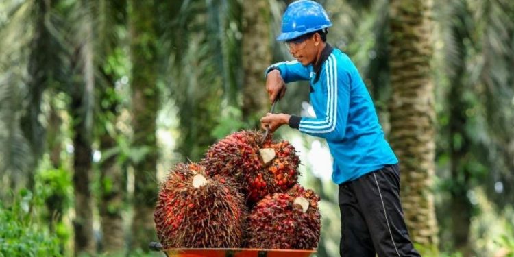 Kejati Riau Dampingi Disbun Monitoring Tata Kelola Penetapan harga TBS