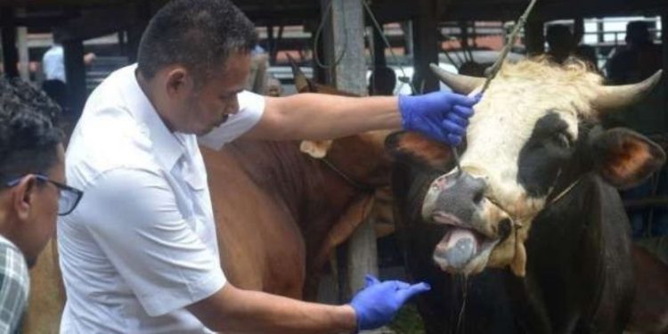 Kasus PMK di Bandar Lampung Nol Kasus