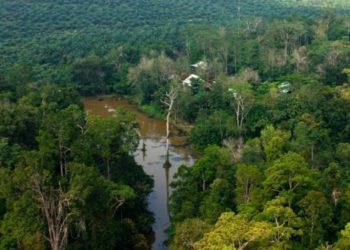 Tahun 2022, Tutupan Hutan di Jambi Naik 2 Persen