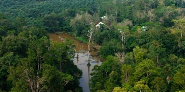 Tahun 2022, Tutupan Hutan di Jambi Naik 2 Persen