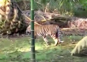 Warga Sungai Kijang Muratara ini Pingsan Setelah Melihat Harimau di Kebun Sawit