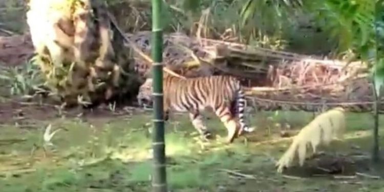 Warga Sungai Kijang Muratara ini Pingsan Setelah Melihat Harimau di Kebun Sawit