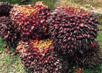 Polisi Tangkap Terduga Pencuri Tandan Sawit di Lahan PT. BNIL