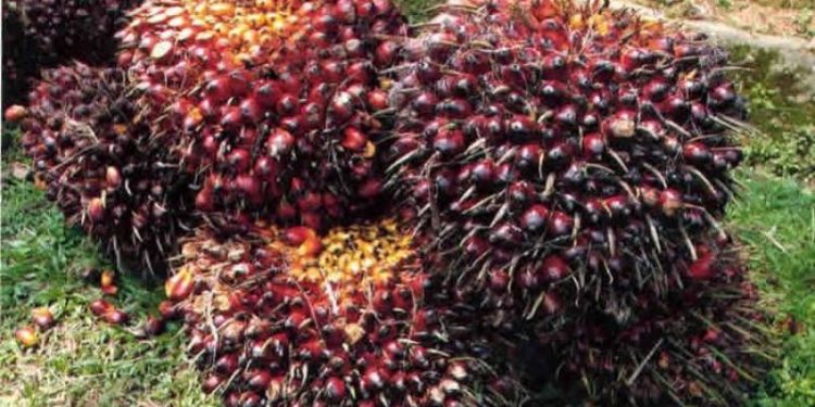 Polisi Tangkap Terduga Pencuri Tandan Sawit di Lahan PT. BNIL