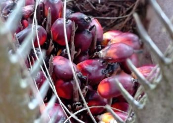 Provinsi Riau Bakal Dapat DBH Triliunan Rupiah dari Sawit