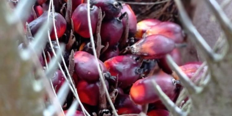 Provinsi Riau Bakal Dapat DBH Triliunan Rupiah dari Sawit