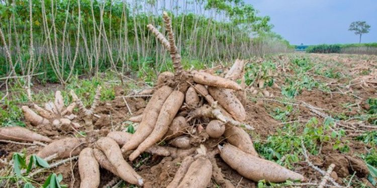 Pansus Tata Niaga Singkong Tetap Berlanjut, Keputusan Kementan Jadi Rujukan