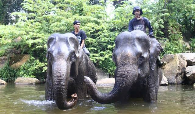 Atasi Konflik Gajah Liar di Tanggamus, 3 Mahot Didatangkan