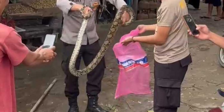 Dua Bhabinkamtibmas Tangkap Ular Piton di Pasar Simpang Pematang Mesuji