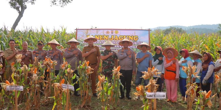 Dukung Ketahanan Pangan Nasional, Polresta Bandar Lampung Panen Jagung