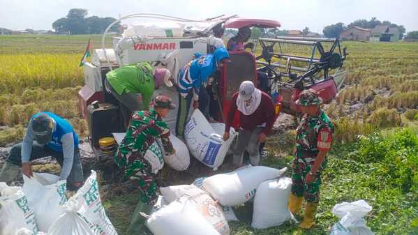 Dukungan Nyata TNI untuk Pertanian: Padi Ciherang di Binaan Koramil 410-06/KDT Berhasil Panen Optimal