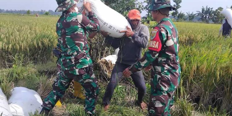 Sukses Panen Padi Ciherang, Koramil 410-06/KDT Wujudkan Swasembada Pangan Hasilkan Gabah Berkualitas Tinggi
