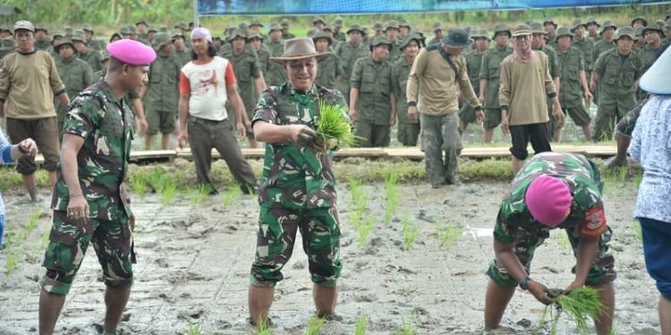 Danbrigif 4 Mar/BS Bersama Pengurus Cabang 7 PG Kormar, Prajurit “Beruang Hitam”, dan Siswa SPPI Batch 3 Satdik II E Laksanakan Penanaman Bibit Padi Mendukung Ketahanan Pangan Nasional
