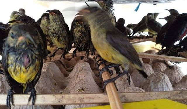 Polda Lampung berhasil Gagalkan Penyelundupan Ratusan Burung Ilegal Via Jalur Tol