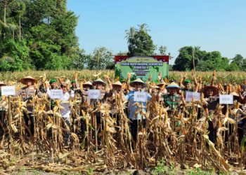 Gelar Panen Raya, Pemkab Lampung Selatan Dukung Swasembada Jagung Nasional