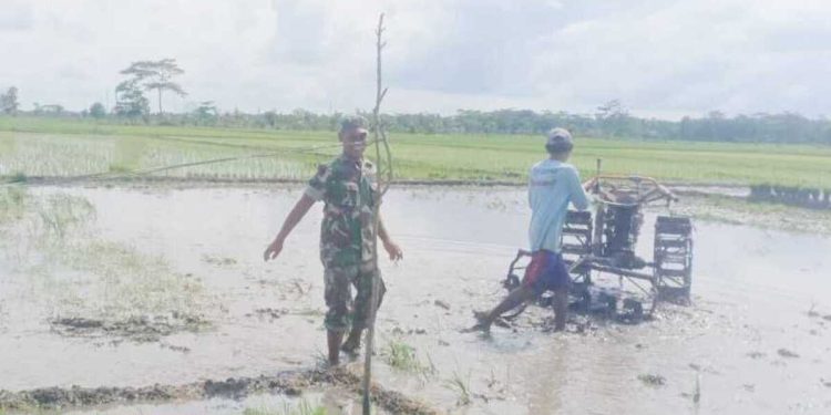 Babinsa 426-03 Rawajitu, Dampingi Petani Bajak Sawah Gunakan Traktor