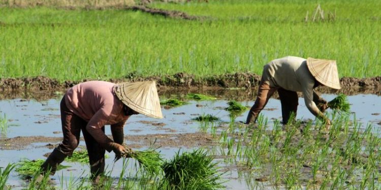 Pemprov Lampung Buka Peluang Kerja Sama Sektor Pertanian dengan Dekopin dan Inkud