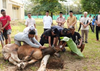 UIN Raden Intan Lampung Sembelih 10 Hewan Kurban