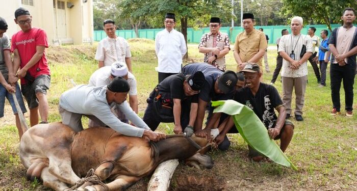 UIN Raden Intan Lampung Sembelih 10 Hewan Kurban
