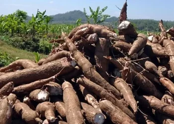 Anggota Pansus Tata Niaga Singkong Miswan Rody Kritik Baleg DPR RI