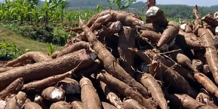 Anggota Pansus Tata Niaga Singkong Miswan Rody Kritik Baleg DPR RI