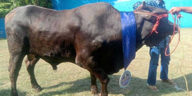 Hari Raya Idul Adha, Wali Kota Eva Dwiana Salurkan 93 Hewan Kurban