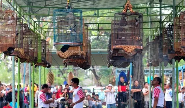 Polda Lampung Gelar Kapolda Cup IV Pameran Burung dan Lomba Burung Berkicau Tingkat Nasional