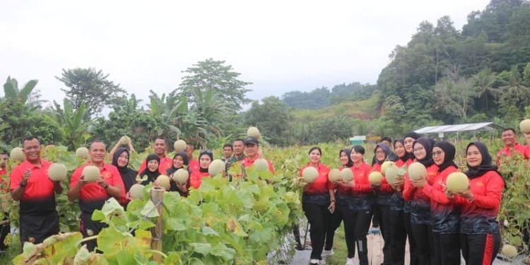 Danbrigif 4 Marinir/BS dan Ketua Cabang 7 PG Kormar Panen Melon di Yonif 7 Marinir