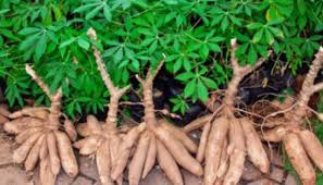 Pansus Singkong: Polemik Harga Singkong di Lampung Akan Dibahas ke Presiden RI