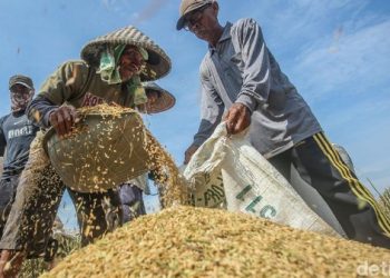 DPRD Lampung Bahas Serapan Gabah Bersama Perpadi, Bulog dan Dinas Terkait
