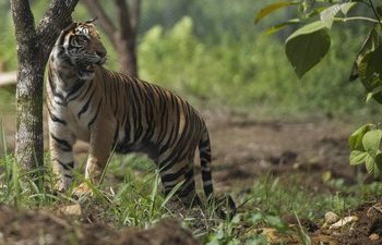 Polisi Imbau Warga Tak Beraktivitas di Dalam Hutan TNBBS Usai Warga Diduga Diserang Harimau