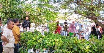 Sambut Kepemimpinan Baru, Pemkab Pesawaran Bagikan 700 Bibit Alpukat Aligator Gratis untuk Masyarakat