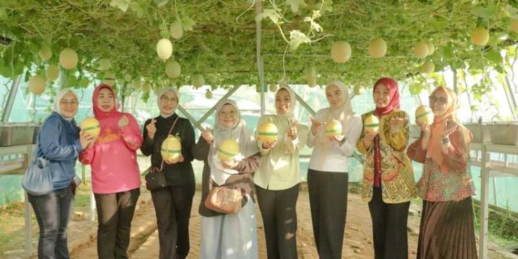 Ketua TP. PKK Provinsi Lampung Pimpin Panen di Agropark, Perkuat Peran PKK dalam Ekonomi Keluarga