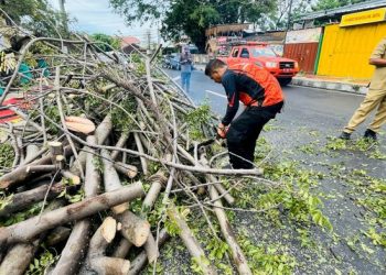 Warga Diminta Waspada, Bandar Lampung Diterjang Cuaca Ekstrem Sebabkan Pohon Tumbang
