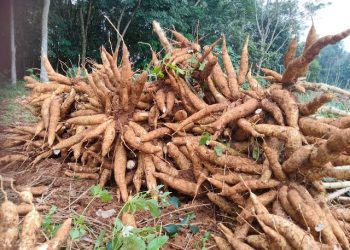 Permintaan Tapioka Dunia Anjlok, Tren Harga Singkong Nasional Akan Terus Turun, Petani Diminta Bersiap