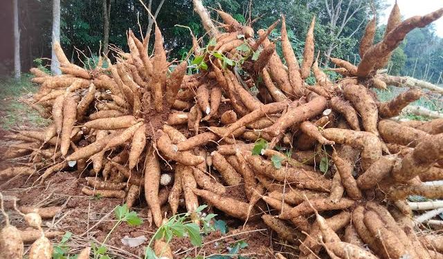 Permintaan Tapioka Dunia Anjlok, Tren Harga Singkong Nasional Akan Terus Turun, Petani Diminta Bersiap