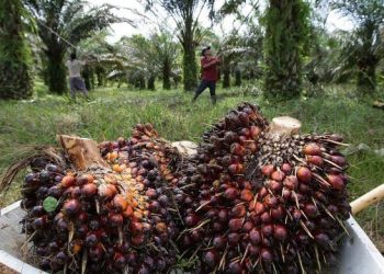 Mahasiswa Teknik Elektro Unila Kembangkan TELSA Super App untuk Sawit Rakyat, Lolos Pendanaan Riset BPDP 2025