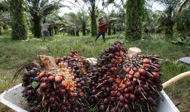 Mahasiswa Teknik Elektro Unila Kembangkan TELSA Super App untuk Sawit Rakyat, Lolos Pendanaan Riset BPDP 2025