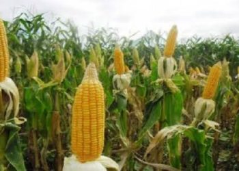 Tingkatkan Efisiensi Waktu Panen dan Produktivitas, Petani Lampung Didorong Tanam Jagung
