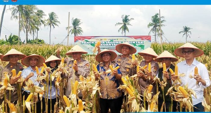 Polres Lampung Selatan Gelar Panen Raya Jagung Serentak Kuartal III