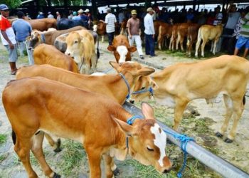 Dorong Kemandirian Peternak Sapi, Pemkab Tubaba Gelar Sarasehan dan Temu Pedet 2025