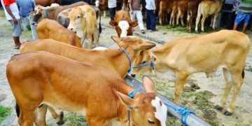 Dorong Kemandirian Peternak Sapi, Pemkab Tubaba Gelar Sarasehan dan Temu Pedet 2025