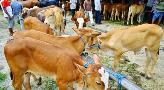 Dorong Kemandirian Peternak Sapi, Pemkab Tubaba Gelar Sarasehan dan Temu Pedet 2025