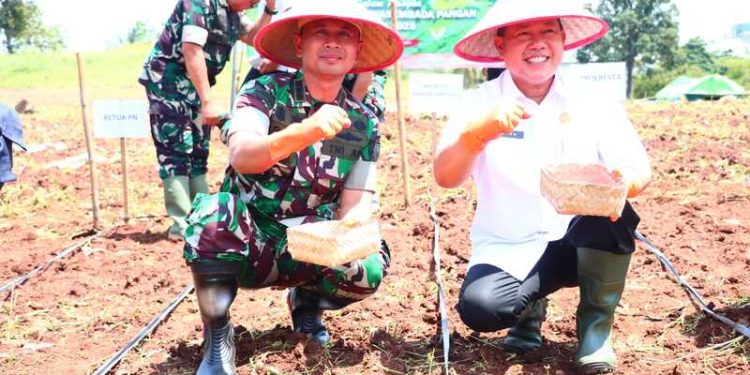 Dandim 0410/KBL Pantau Langsung Kegiatan Penanaman Jagung Serentak