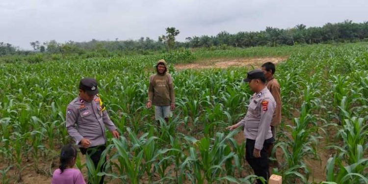 Polsubsektor Mesuji Gencar Sambang dan Binluh, Tingkatkan Ketahanan Pangan di Desa