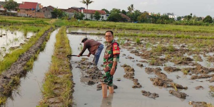Anggota Koramil 410-04/TKT Lakukan Pendampingan Penggarapan Lahan Petani