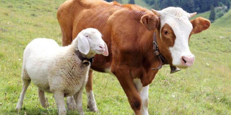 Anggota DPRD Fauzi Heri Berkurban Sapi dan Kambing, Salurkan Daging ke Warga dan Konstituen